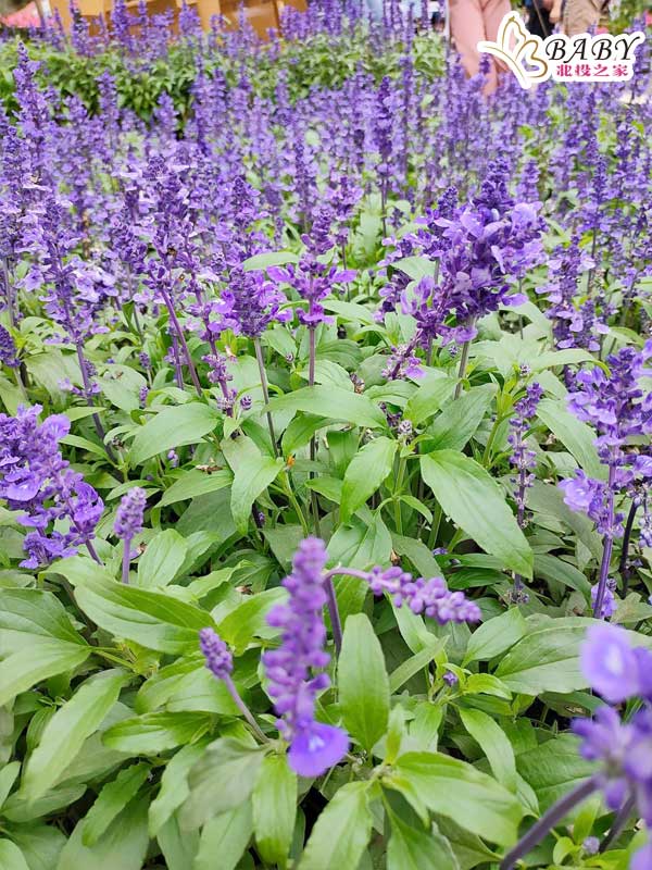 紫色薰衣草花卉散發著迷人的香氣，為苗栗南庄花卉節增添了一抹夢幻色彩。在這裡，可以感受到大自然的神奇魅力。
