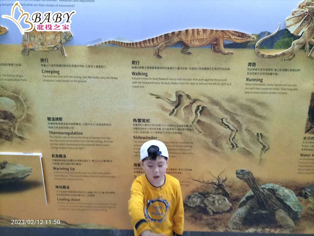 臺北市立動物園兩棲爬蟲動物館

豬弟弟來到臺北市立動物園兩棲爬蟲動物館，發現這裡有各式各樣的兩棲爬蟲動物，例如青蛙、蟾蜍、蛇、龜等等，還有簡介牠們的生態習性，讓弟弟大開眼界。