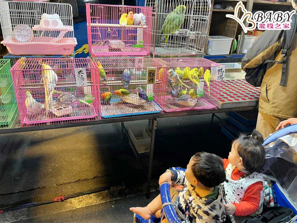 最後收尾帶雙寶去看新竹竹東夜市抽寵物的
阿尼基與小公主看小鳥看得目不轉睛
離開攤位時還稍微哭啼要繼續看😅