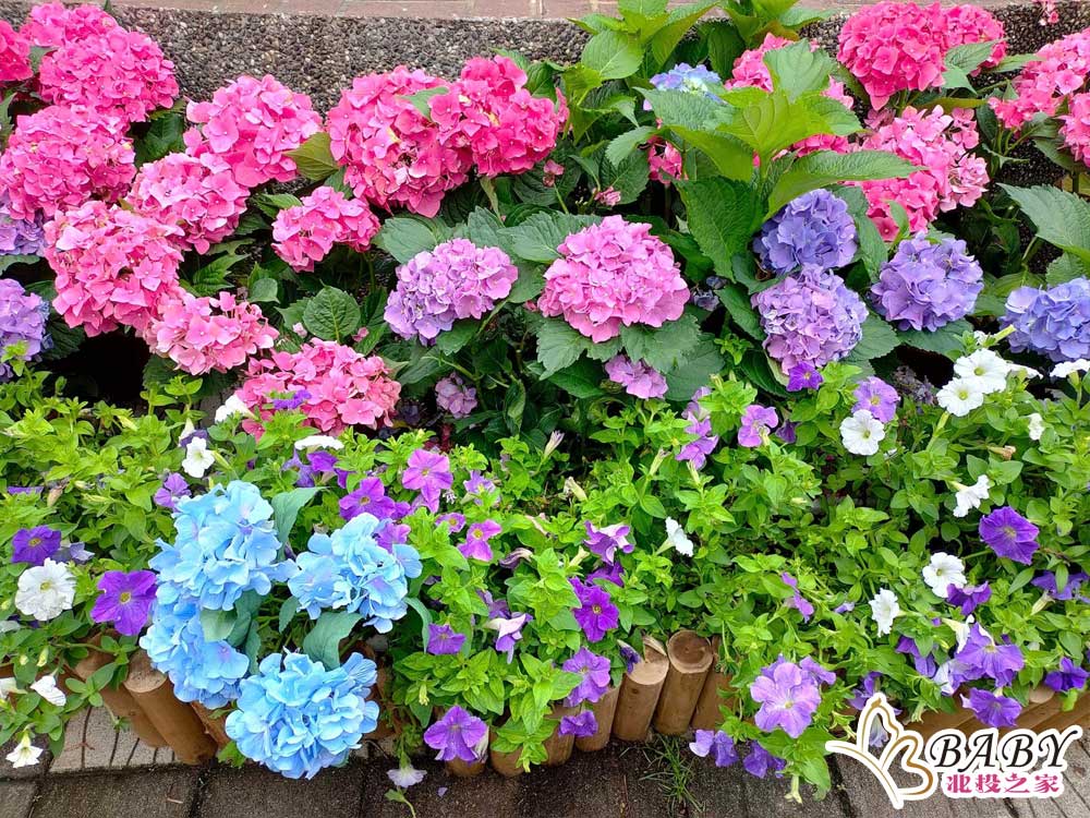 苗栗南庄花卉節的繡球花兒色彩繽紛，令人眼花繚亂。在這裡，你可以看到各種顏色的繡球花綻放，如同彩虹般燦爛奪目。