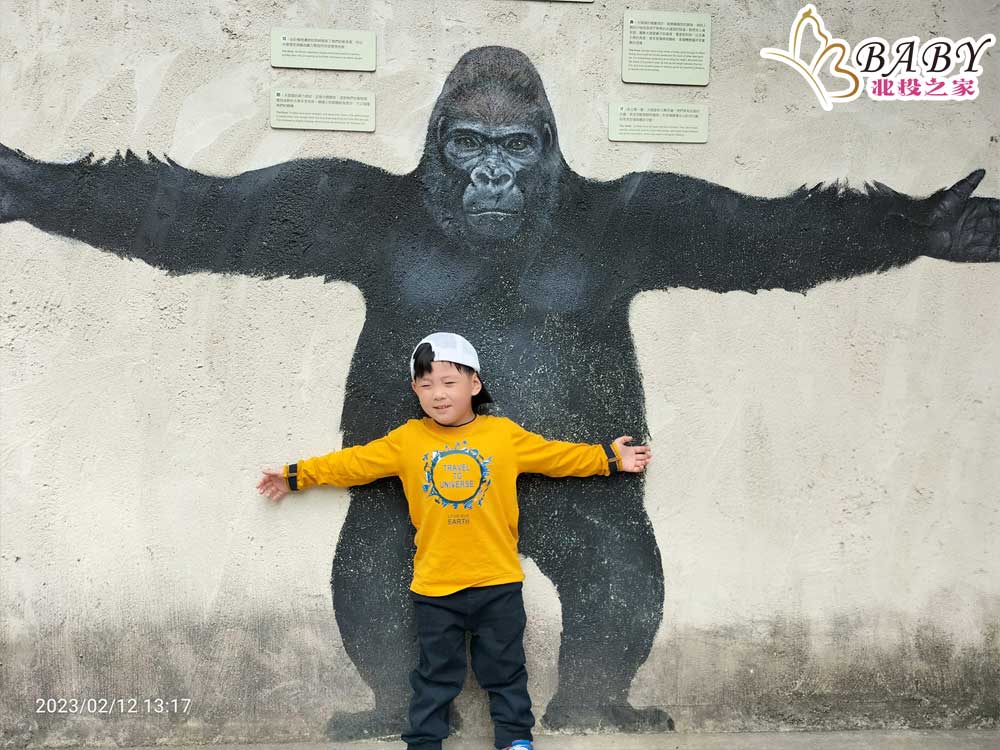 豬弟弟來到臺北市立動物園，與壁畫上的巨大猩猩合照，仿彿真實，很有趣。