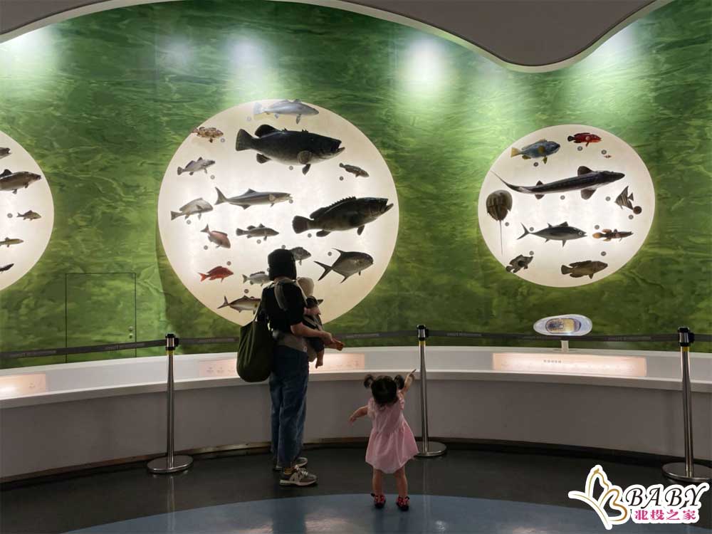 海科館的魚魚圖鑑，下面還使用投射燈的方式解釋魚的種類