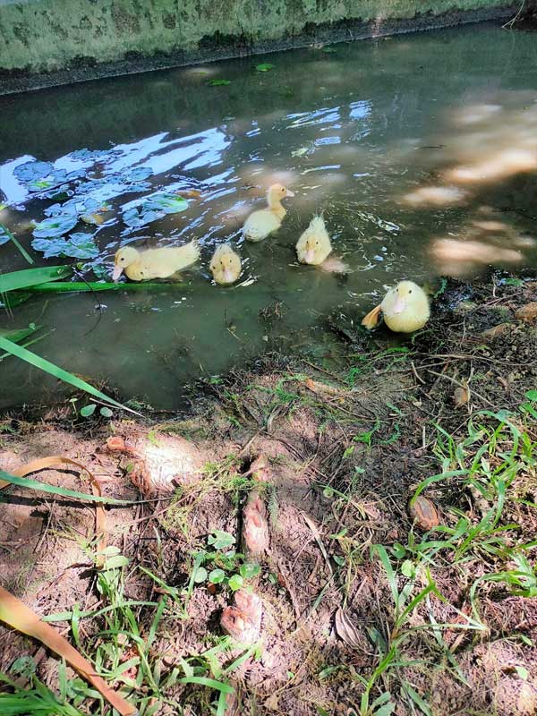 桃園觀音林家古厝休閒農場-古老與現代的完美結合,絕美景點打卡|雙寶甜妞|北投之家推薦桃園景點|北投之家 桃園觀音林家古厝休閒農場|古老與現代的完美結合,絕美景點打卡01
桃園觀音林家古厝休閒農場的一大特色就是其豐富多元的生態。這裡有許多養殖在池塘裡的黃色小鴨鴨,其活潑的模樣吸引了許多人,尤其是孩子們的目光。這種親近自然的體驗不僅為小朋友們帶來了樂趣,同時也讓他們對大自然有了更深的認識與理解。小鴨鴨在水裡悠然遊走的畫面,相信在許多小朋友心中留下了美好的記憶。