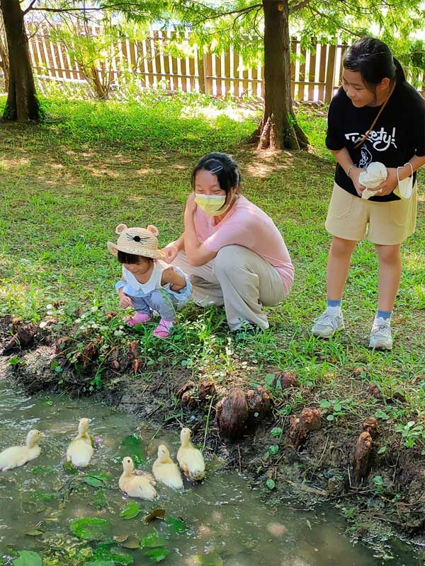 桃園觀音林家古厝休閒農場-古老與現代的完美結合,絕美景點打卡|雙寶甜妞|北投之家推薦桃園景點|北投之家 桃園觀音林家古厝休閒農場|古老與現代的完美結合,絕美景點打卡05
在桃園觀音林家古厝休閒農場,我們還可以觀賞到許多大自然生態,例如小鴨鴨。小朋友們圍在池邊觀看小鴨鴨游泳,這是他們在城市裡難得一見的體驗。這種親近自然的體驗不僅豐富了小朋友們的假日生活,也提升了他們對生態環境的認識與尊重。01