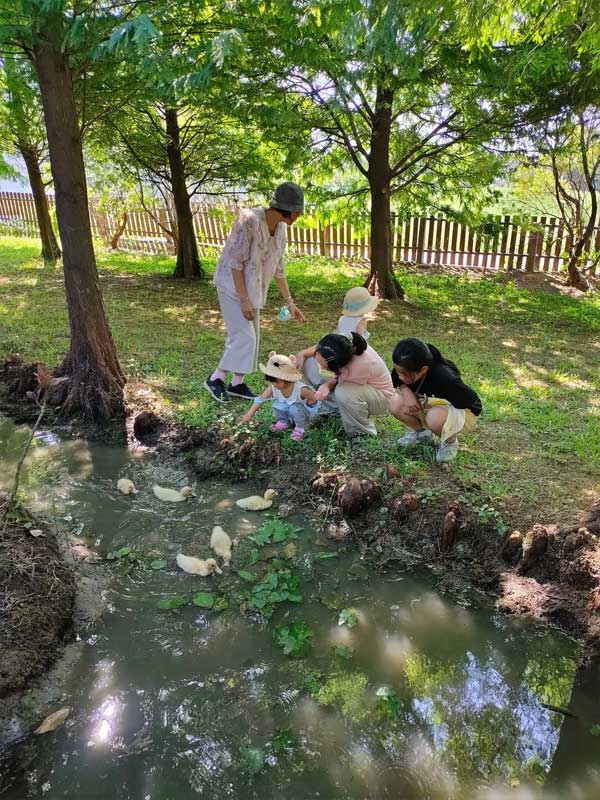 桃園觀音林家古厝休閒農場-古老與現代的完美結合,絕美景點打卡|雙寶甜妞|北投之家推薦桃園景點|北投之家 桃園觀音林家古厝休閒農場|古老與現代的完美結合,絕美景點打卡06
在桃園觀音林家古厝休閒農場,我們還可以觀賞到許多大自然生態,例如小鴨鴨。小朋友們圍在池邊觀看小鴨鴨游泳,這是他們在城市裡難得一見的體驗。這種親近自然的體驗不僅豐富了小朋友們的假日生活,也提升了他們對生態環境的認識與尊重。02