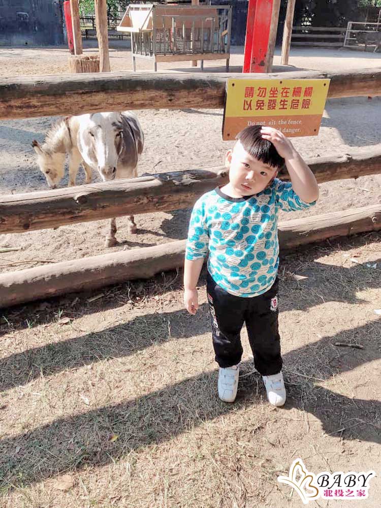 頑皮世界野生動物園-戶外展區 休息完就繼續出發囉!來看迷你驢，4歲的毅哥摸著頭意謂著我比迷你驢高ㄟ