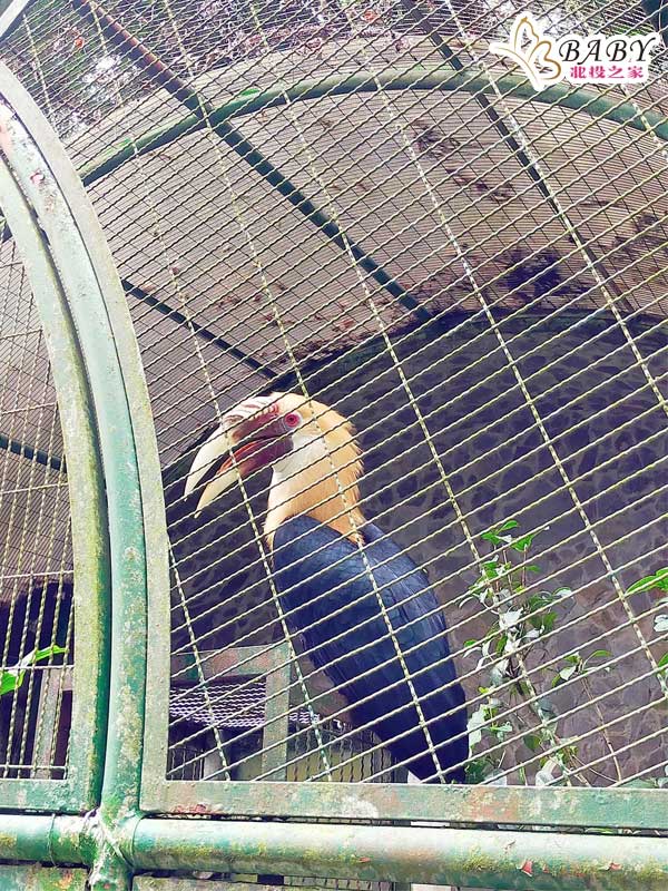 鹿谷旅遊景點鳳凰生態園區的鳥都非常稀有品項也非常多